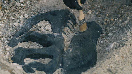 Unrecognizable archaeologist finding dinosaur skull