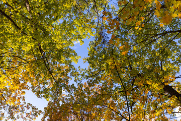 Autumn maple forest, view from the ground to the sky.