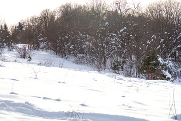 Winter park, outdoor walks, sparkling snow, sunny weather.