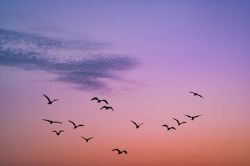 Fantasy background photo with purple sunrise sky over Mallorca and bird silhouettes