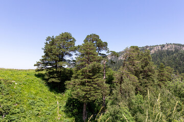Areas of mountainous terrain, summer, walking through subalpine meadows on a sunny day,impassable places for tourism.