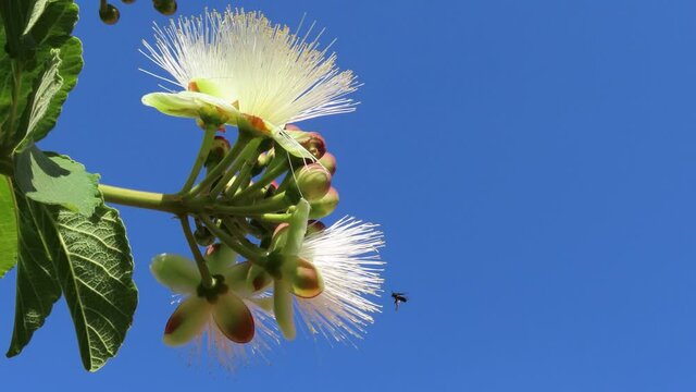 Selective Focus on a branch of Caryocar brasiliense flowers, known as pequi in portuguese, edible fruit popular in Center Western Brazil. Pollination scene.