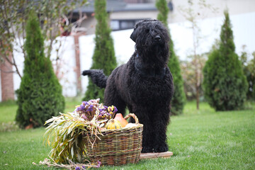 Russian black terrier in the garden - obrazy, fototapety, plakaty
