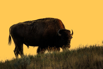 Bison Silhouette At Sunset