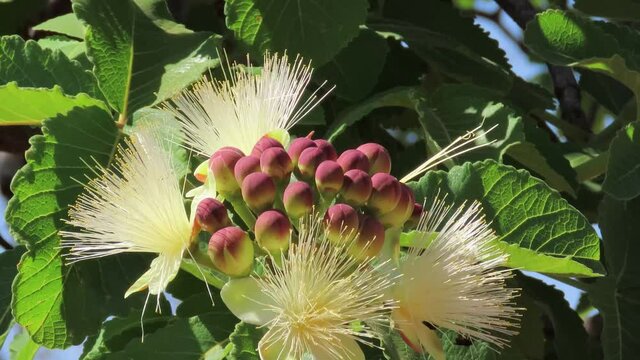 Selective Focus on a branch of Caryocar brasiliense flowers, known as pequi in portuguese, edible fruit popular in Center Western Brazil. 