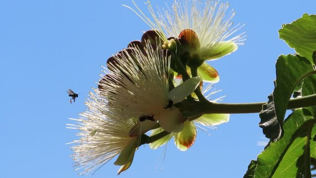 Selective Focus on a branch of Caryocar brasiliense flowers, known as pequi in portuguese, edible fruit popular in Center Western Brazil. Pollination scene.