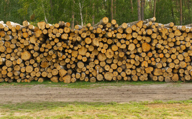 felled large stack of birch logs