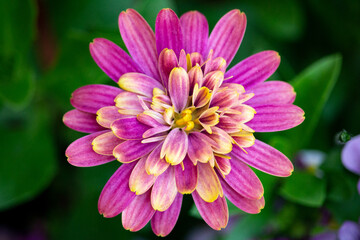 Obraz premium Flower