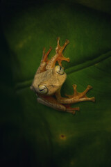 Vertical shot of a frog on a leaf