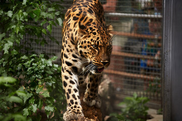 Far Eastern leopard in a zoo, in a cage