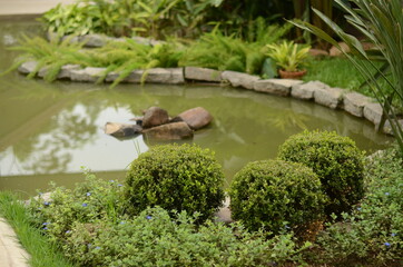 pond in the park