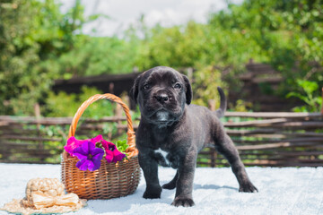 
Little cane corso puppy with flowers