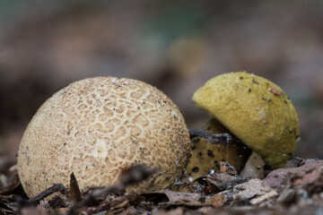 Earthball (Scleroderma spp) contaminated by a parasite bolete (Pseudoboletus parasiticus)