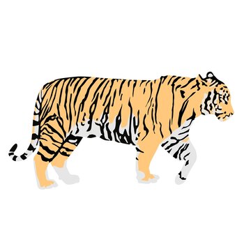 Abstract modern illustration of walking bengal tiger (Panthera tigris tigris) from side, Trendy artistic vector design isolated on white background