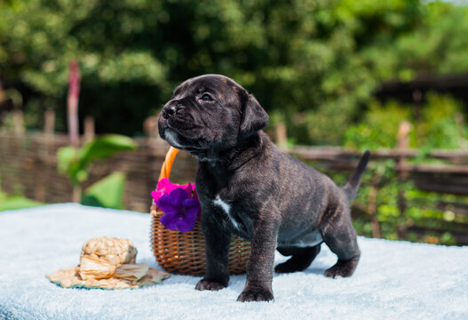 
Little cane corso puppy with flowers