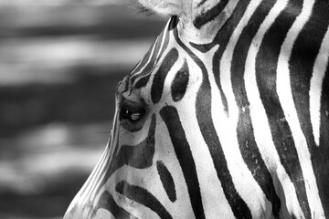 Fototapeta na wymiar The profile of a zebra