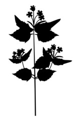Silhouette of a field plant, a small-flowered galinsoga weed