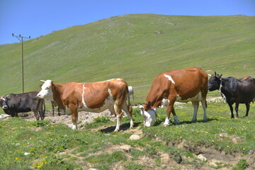 Fototapeta na wymiar Cows in Nature Uzungol Trabzon Turkey