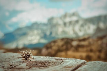 spider on the web