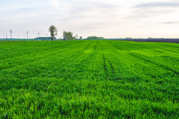 Fototapeta na wymiar Good crops of winter wheat in the spring farm field