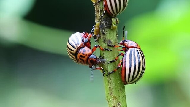 colorado potato beetles plant pest insects vermin colorado beetles on potato plant 