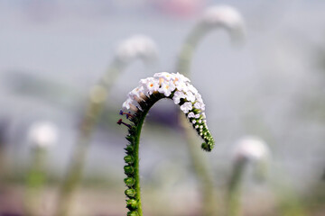 Heliotropium Indicum flower,