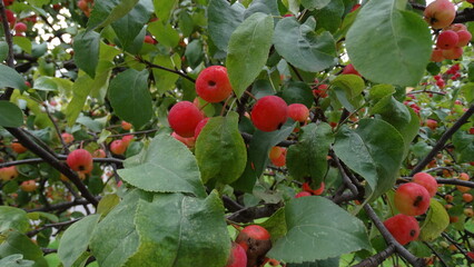 red apples on a tree