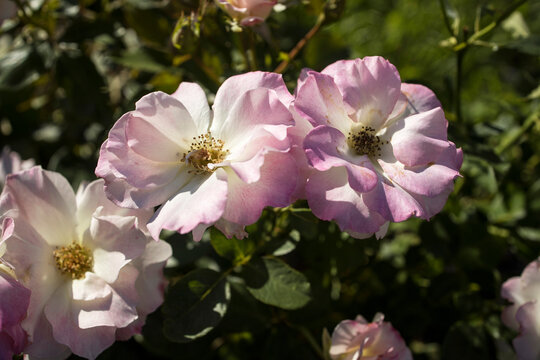 Garden Rose Charles Aznavour In The Botanical Garden