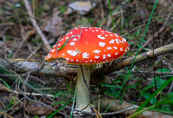 Bright red fly agaric mushroom