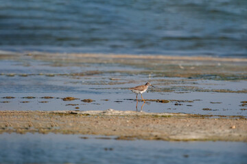Common Greenshank (Tringa nebularia) feeding on the seashore