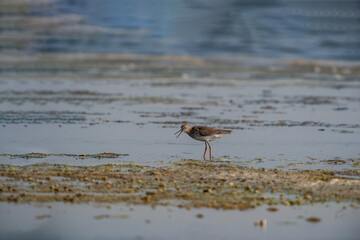 Common Greenshank (Tringa nebularia) feeding on the seashore