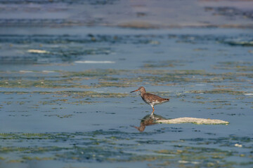 Common Greenshank (Tringa nebularia) feeding on the seashore