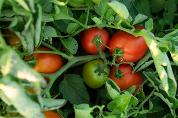 Red cocktail tomato bush growing healthy - one mini tomato ripening among the green ones. Eco, organic miniature tomatoes growing - good, fresh and healthy food.