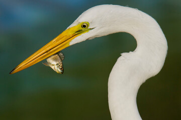 Garza pescando en una laguna 