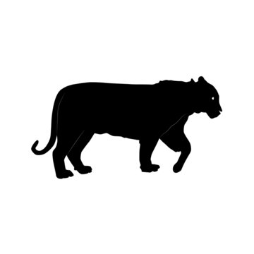 black silhouette of bengal tiger (Panthera tigris tigris) from side, vector illustratin isolated on white background, realistic outline
