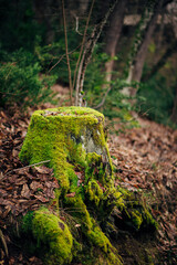 Tree with moss on roots in a green forest