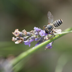 pollinisation de lavande. Une abeille dans une fleur cherche le pollen. Gros plan d'une abeille pollinisant. 