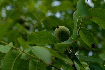 pears on a branch. Several young fruit fruits. Garden plants. Ripe pear in the garden or farm. Banner