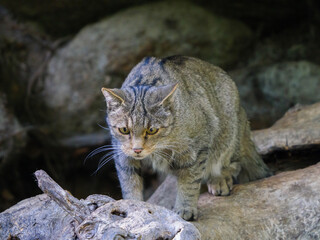 Headshot of european wildcat (Felis silvestris)