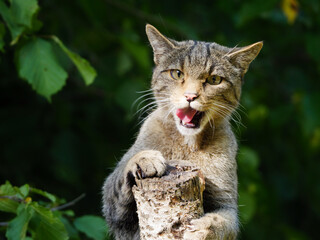 Naklejka na ściany i meble Headshot of european wildcat (Felis silvestris)