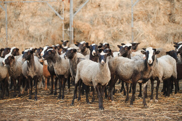 Obraz premium Sheep farm. Group of sheep domestic animals.
