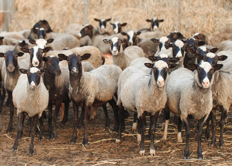 Sheep farm. Group of sheep domestic animals.