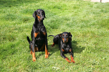 Doberman Pinscher