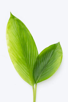 Curcuma Comosa leaves on white background.
