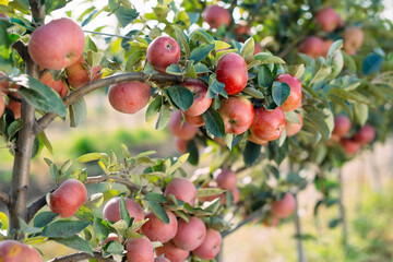 Red apples on a tree. Apple orchard.