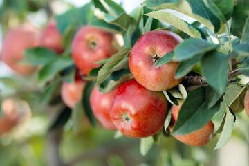 Red apples on a tree. Apple orchard.