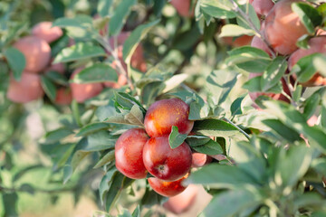 Obraz premium Red apples on a tree. Apple orchard.