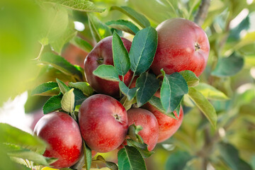 Red apples on a tree. Apple orchard.