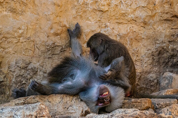 baboon lies on a stone