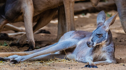kangaroo lies on the sand © AlexTow